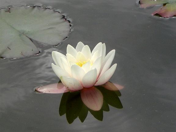 ����� �������� - ���� ����